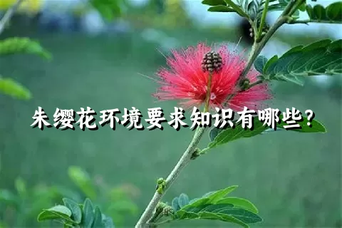 朱缨花环境要求知识有哪些？