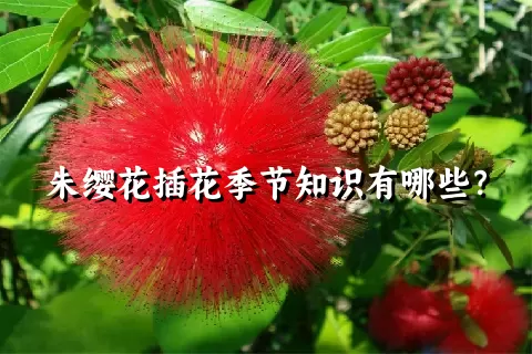 朱缨花插花季节知识有哪些？