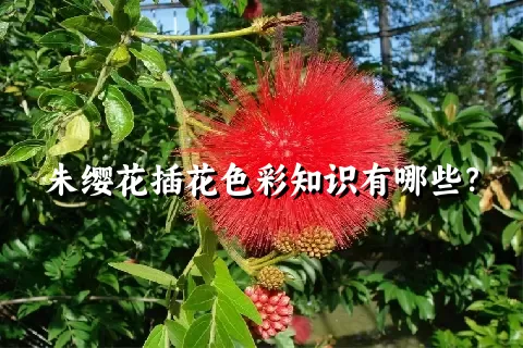 朱缨花插花色彩知识有哪些？