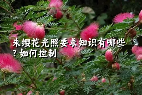 朱缨花光照要求知识有哪些？如何控制