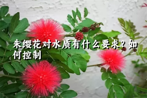 朱缨花对水质有什么要求？如何控制