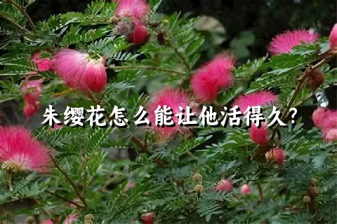 朱缨花怎么能让他活得久？