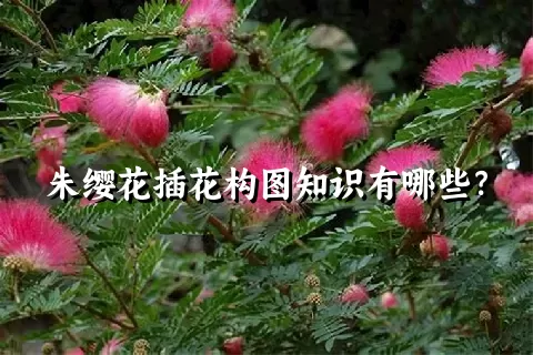 朱缨花插花构图知识有哪些？