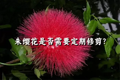 朱缨花是否需要定期修剪？