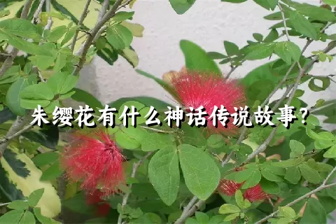 朱缨花有什么神话传说故事？