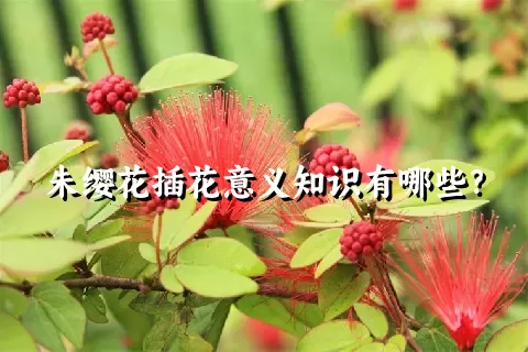 朱缨花插花意义知识有哪些？