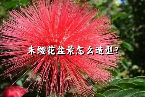 朱缨花盆景怎么造型？