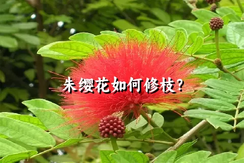 朱缨花如何修枝？