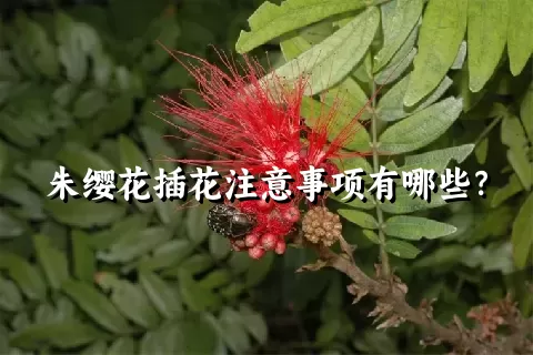 朱缨花插花注意事项有哪些？