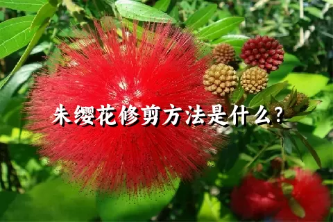 朱缨花修剪方法是什么？