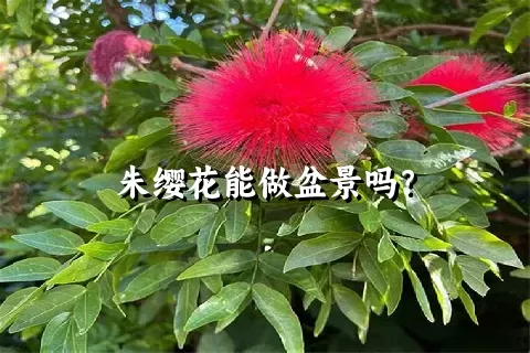 朱缨花能做盆景吗？