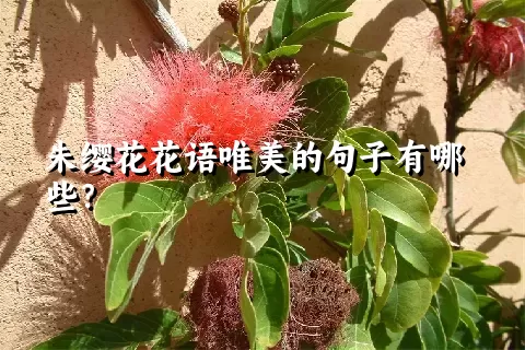 朱缨花花语唯美的句子有哪些？