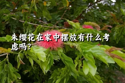 朱缨花在家中摆放有什么考虑吗？