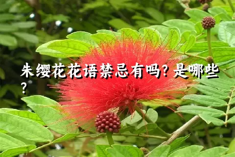 朱缨花花语禁忌有吗？是哪些？