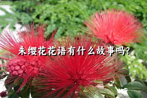 朱缨花花语有什么故事吗？