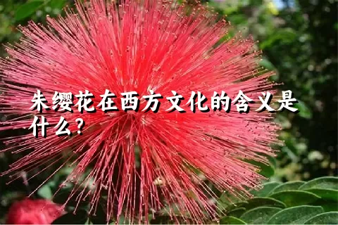 朱缨花在西方文化的含义是什么？