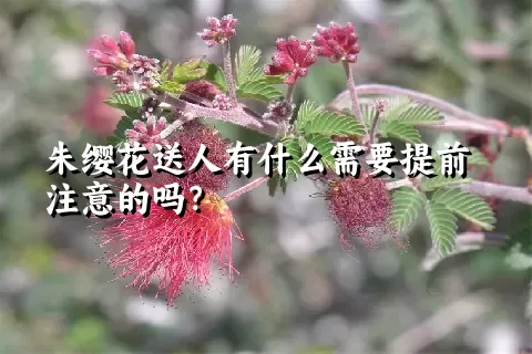 朱缨花送人有什么需要提前注意的吗？