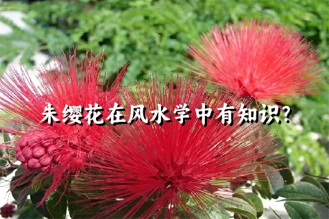 朱缨花在风水学中有知识？