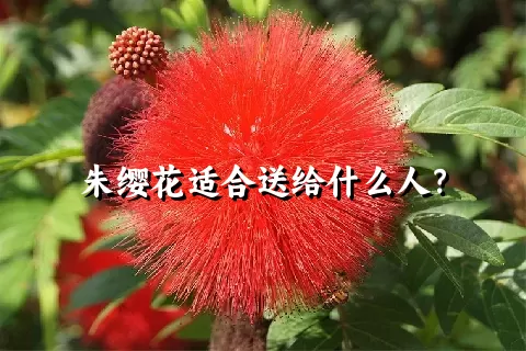 朱缨花适合送给什么人？