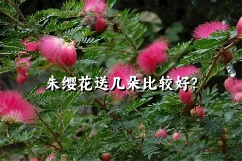 朱缨花送几朵比较好？