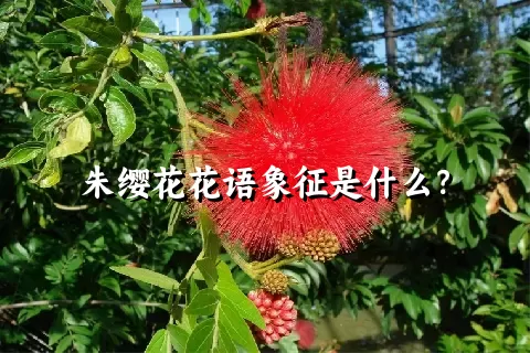 朱缨花花语象征是什么？