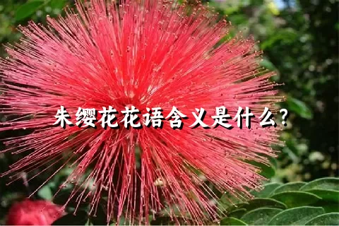 朱缨花花语含义是什么？