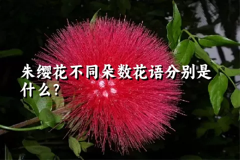 朱缨花不同朵数花语分别是什么？