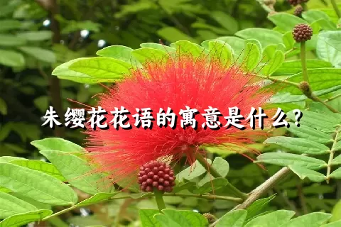 朱缨花花语的寓意是什么？