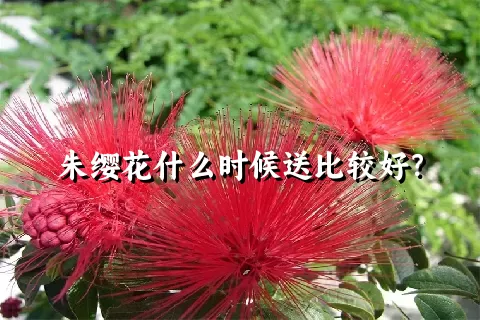 朱缨花什么时候送比较好？