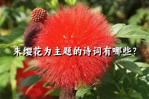 朱缨花为主题的诗词有哪些？