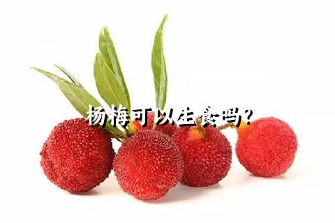 杨梅可以生食吗？