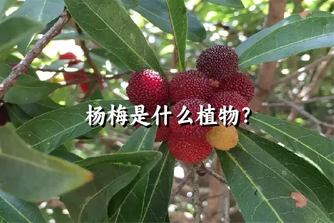 杨梅是什么植物？