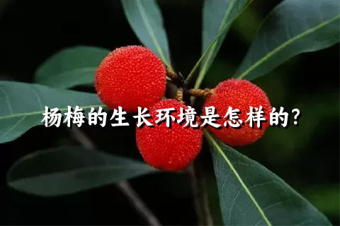 杨梅的生长环境是怎样的？