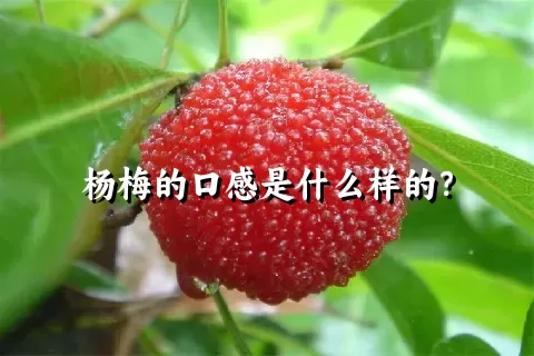 杨梅的口感是什么样的？