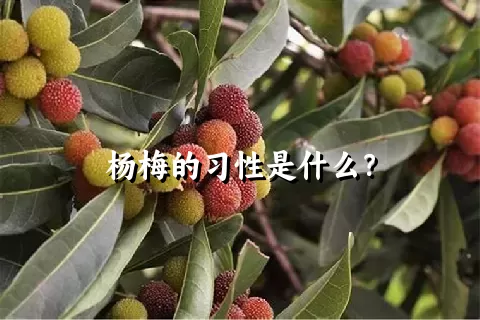 杨梅的习性是什么？