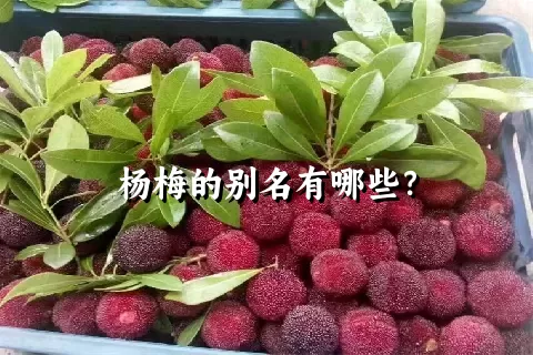 杨梅的别名有哪些？