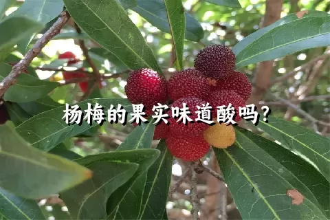 杨梅的果实味道酸吗？