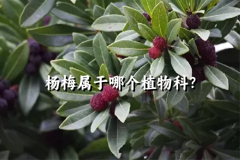 杨梅属于哪个植物科？