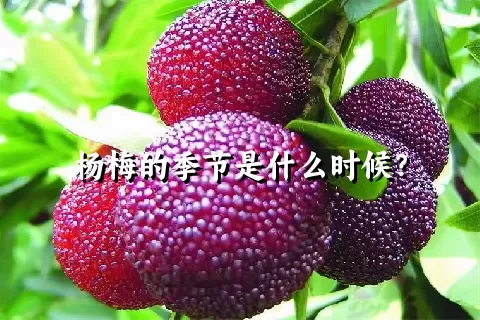 杨梅的季节是什么时候？