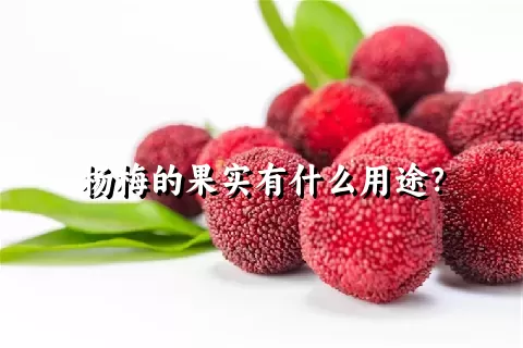 杨梅的果实有什么用途？