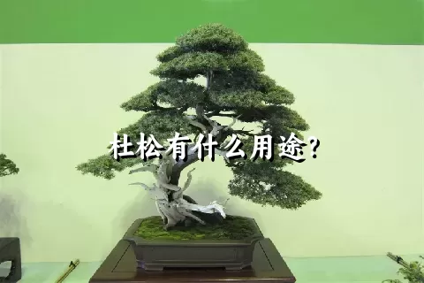 杜松有什么用途？