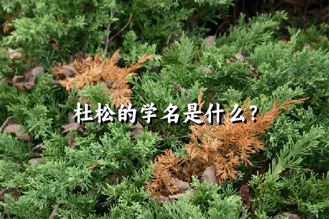 杜松的学名是什么？