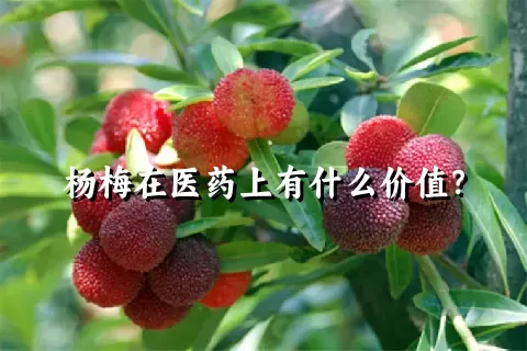 杨梅在医药上有什么价值？