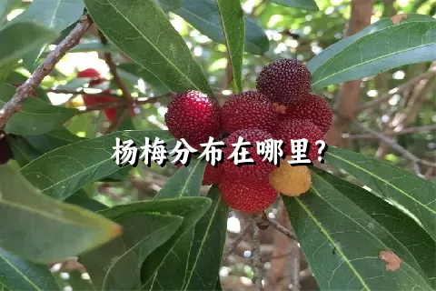 杨梅分布在哪里?