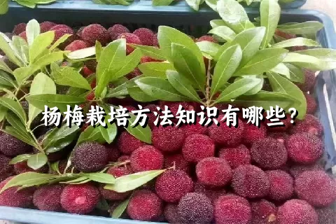 杨梅栽培方法知识有哪些？