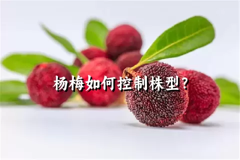 杨梅如何控制株型？