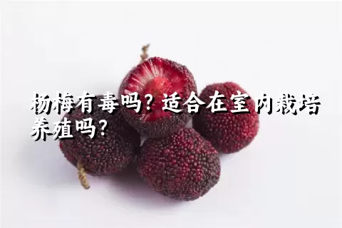 杨梅有毒吗？适合在室内栽培养殖吗？