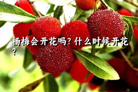 杨梅会开花吗？什么时候开花？