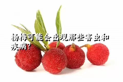 杨梅可能会出现那些害虫和疾病？