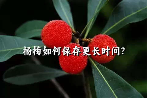 杨梅如何保存更长时间？